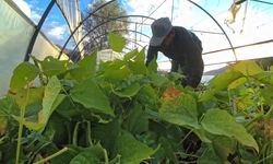 İspir Fasulyesi dünyayı fethediyor