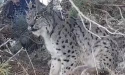Van'da Nesli Tehlike Altındaki Vaşak Görüldü