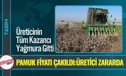 Yağışlar Pamuk Üreticisini Vurdu: Kalite Düştü