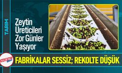 Adana’da Zeytinyağı Fabrikaları Bu Yıl Sessiz