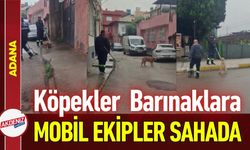 Adana Valiliği Harekete Geçti: Başıboş Köpekler Toplanıyor