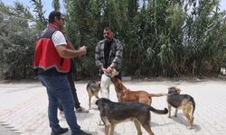 Adana'da 3 bin 865 kedi ve 3 bin 577 köpeğe çip takıldı