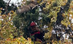 Ağaçta Asılı Kalan Kızıl Şahin Milli Parklara Teslim