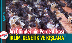 Arı Ölümlerinin Perde Arkası: İklim, Genetik ve Kışlama