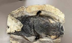 Balon Balığı Derisi Ticari Krize Yol Açtı