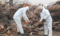 Budanan Ağaçlar Sosyal Yardıma Dönüştü