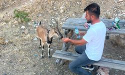 Yozgat Aydıncık da Dağ keçisini elleriyle besledi