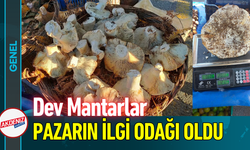 Dev Mantarlar Pazarın İlgi Odağı Oldu!
