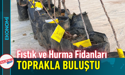 Fıstık ve Hurma Fidanları Toprakla Buluştu!