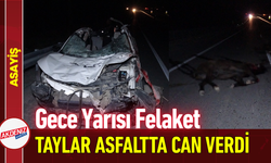 Gece Yarısı Felaket: Taylar Asfaltta Can Verdi!