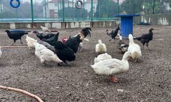 Gençlik Merkezi’nde Çocuklar İçin Mini Hayvanat Bahçesi