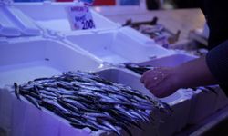 Hamsinin Yokluğunda İstavrit Altın Çağını Yaşıyor!