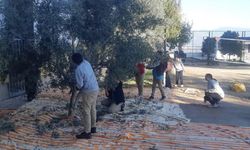Hem Ders Hem Hasat: Öğrenciler Zeytin Bahçesinde