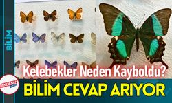 Kelebekler Neden Kayboldu? Bilim Merkezi Cevabı Arıyor