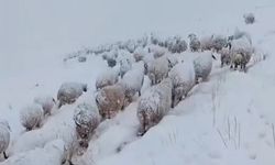 Kış Bastırdı: Beyaz Dağlarda Hayatta Kalma Savaşı