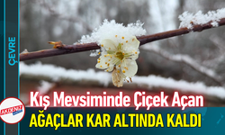 Kış Mevsiminde Çiçek Açan Ağaçlar Kar Altında Kaldı!