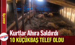 Kurtlar Ahıra Saldırdı, 10 Küçükbaş Telef Oldu!