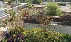 Marmaris'te Domuz Krizi: Mezarlıkları Mesken Tuttular