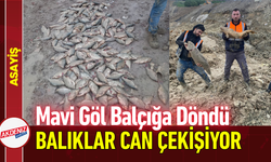 Mavi Göl Balçığa Döndü: Balıklar Can Çekişiyor!