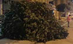 Mersin'de Şiddetli Rüzgar Ağaçları Kökünden Söktü