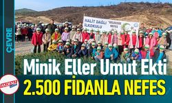 Minik Eller Umut Ekti: Yangın Yerine 2.500 Fidan