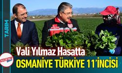 Osmaniye Ispanak Üretiminde Türkiye 11’incisi: Vali Hasatta