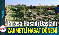 Kozan'da Pırasa Hasadı Başladı: Fiyatlar Düştü