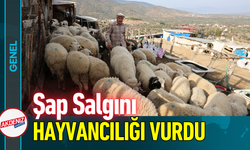 Şap Salgını Hayvancılığı Vurdu!