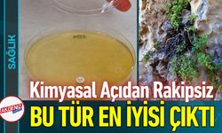 Sarı Kantaron Devri Bitiyor Mu? Endemik Bitki Tahtı Salladı