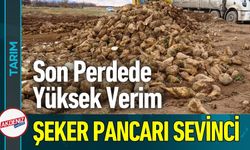 Şeker Pancarı Hasadında Rekor Verim; Hasatta Son Perde