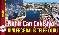 Seyhan Nehri'nde Binlerce Balık Telef Oldu