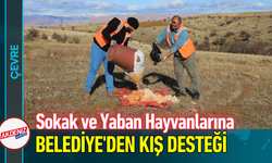 Sokak ve Yaban Hayvanlarına Belediye'den Kış Desteği!