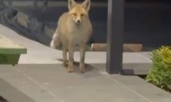 Tilki evin bahçesine girip kedi mamalarını yedi