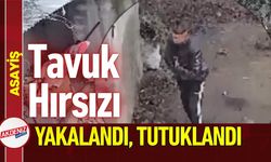 Osmaniye'de Yakalanan Tavuk Hırsızı Tutuklandı