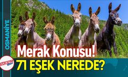 Merak Konusu Oldu; Osmaniye'de 71 Eşek Nerede?