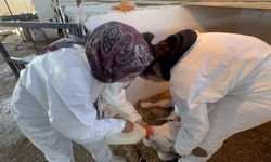 Üniversite Arazisi Kent Ekonomisine Katkı Veriyor