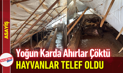Yoğun Karda Ahırlar Çöktü, Hayvanlar Telef Oldu!