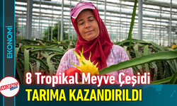 8 Tropikal Meyve Çeşidi Tescillenerek Tarıma Kazandırıldı!