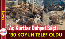 Aç Kurtlar Dehşet Saçtı: 130 Koyun Telef Oldu!