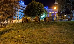 Acıkan Domuzlar Şehir Sokaklarına İndi!