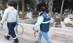 Adana'da Köpek Sürüsü Paniği; Veliler Ve Esnaf Tedirgin