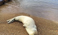 Antalya'da Akdeniz Foku Alarmı: Deniz Polisi Kurtardı