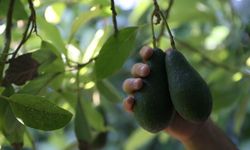 Avokado Üretimi 60 Bin Dekara, 65 Bin Tona Ulaştı!