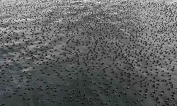 Binlerce Karabatak Marmara’yı Kapladı