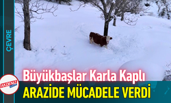 Büyükbaşlar Karla Kaplı Arazide Mücadele Verdi!