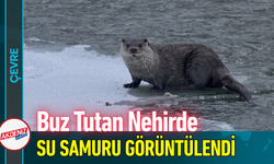 Buz Tutan Nehirde Su Samuru Görüntülendi!