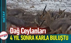 Dağ Ceylanları 4 Yıl Sonra Karla Buluştu