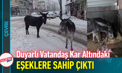 Duyarlı Vatandaş Kar Altındaki Eşeklere Sahip Çıktı!