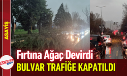 Fırtına Ağaç Devirdi, Bulvar Trafiğe Kapatıldı!