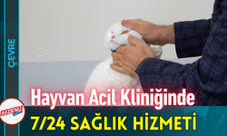 Hayvan Acil Kliniğinde 7/24 Sağlık Hizmeti!